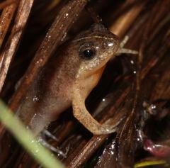 Microbatrachella capensis