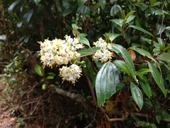 Miconia crocea