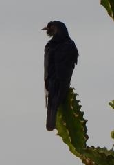 Cuculus clamosus clamosus