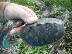 Malaclemys terrapin macrospilota