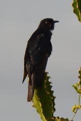 Cuculus clamosus clamosus