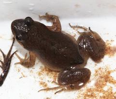 Cacosternum australis