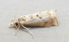 Microcrambus polingi