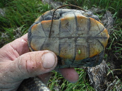 Malaclemys terrapin macrospilota
