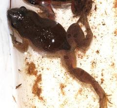 Cacosternum australis