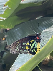 Ornithoptera