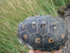 Malaclemys terrapin macrospilota