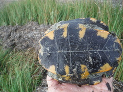 Malaclemys terrapin macrospilota
