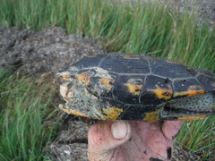 Malaclemys terrapin macrospilota