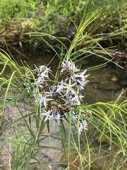 Amsonia hubrichtii