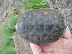 Malaclemys terrapin macrospilota
