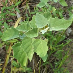 Physalis mollis