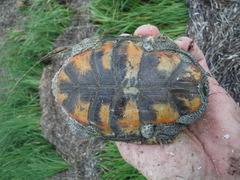 Malaclemys terrapin macrospilota