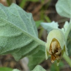 Physalis mollis