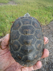 Malaclemys terrapin macrospilota
