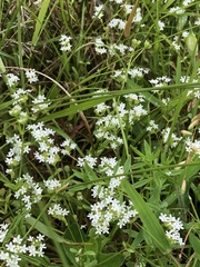 Valerianella nuttallii