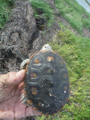 Malaclemys terrapin macrospilota