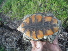 Malaclemys terrapin macrospilota