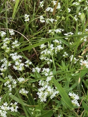 Valerianella nuttallii