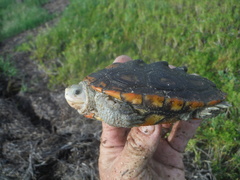Malaclemys terrapin macrospilota