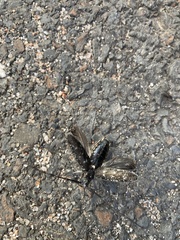 Monochamus scutellatus