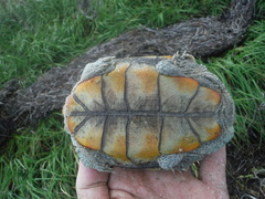 Malaclemys terrapin macrospilota