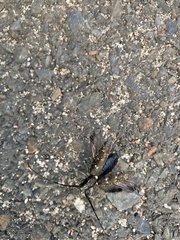 Monochamus scutellatus