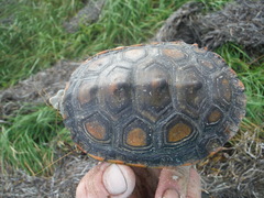 Malaclemys terrapin macrospilota