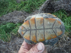 Malaclemys terrapin macrospilota