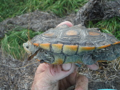 Malaclemys terrapin macrospilota