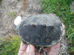 Malaclemys terrapin macrospilota