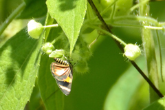 Eutrepsia haemataria