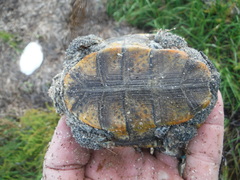 Malaclemys terrapin macrospilota