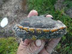 Malaclemys terrapin macrospilota