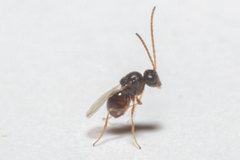Synergini