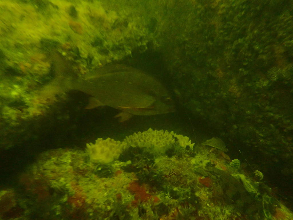 Twotone fingerfin (Chirodactylus brachydactylus) — Cheilodactylidae