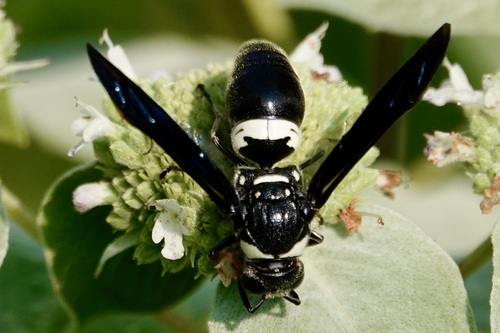 Four-toothed mason wasp