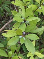 Litsea rotundifolia