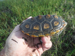 Malaclemys terrapin macrospilota