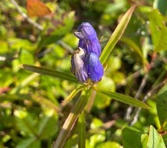 Gentiana linearis