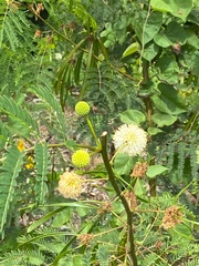 Vachellia insulae-iacobi