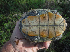 Malaclemys terrapin macrospilota