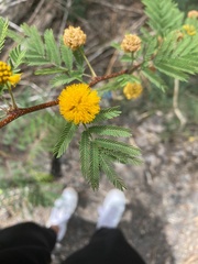 Vachellia insulae-iacobi