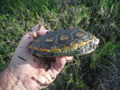 Malaclemys terrapin macrospilota