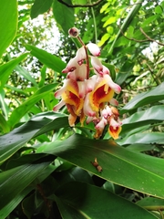 Alpinia nutans