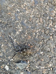 Monochamus scutellatus