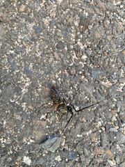 Monochamus scutellatus