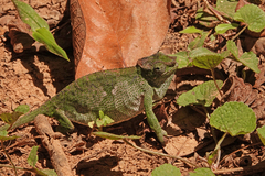 Kinyongia multituberculata