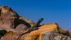 Pseudotrapelus sinaitus