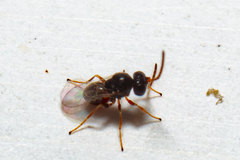 Synergini